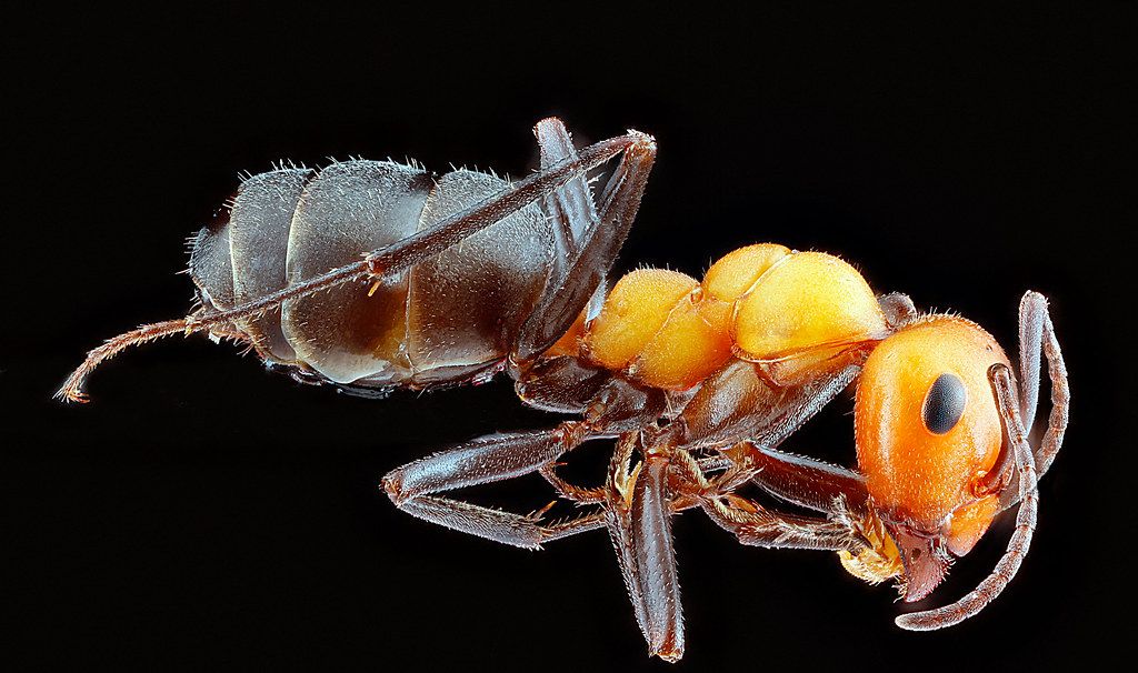 Ant Control service in Plantation, FL