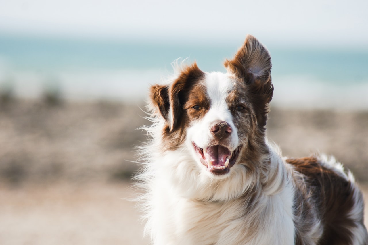 Flea & Tick Control service in Plantation, FL