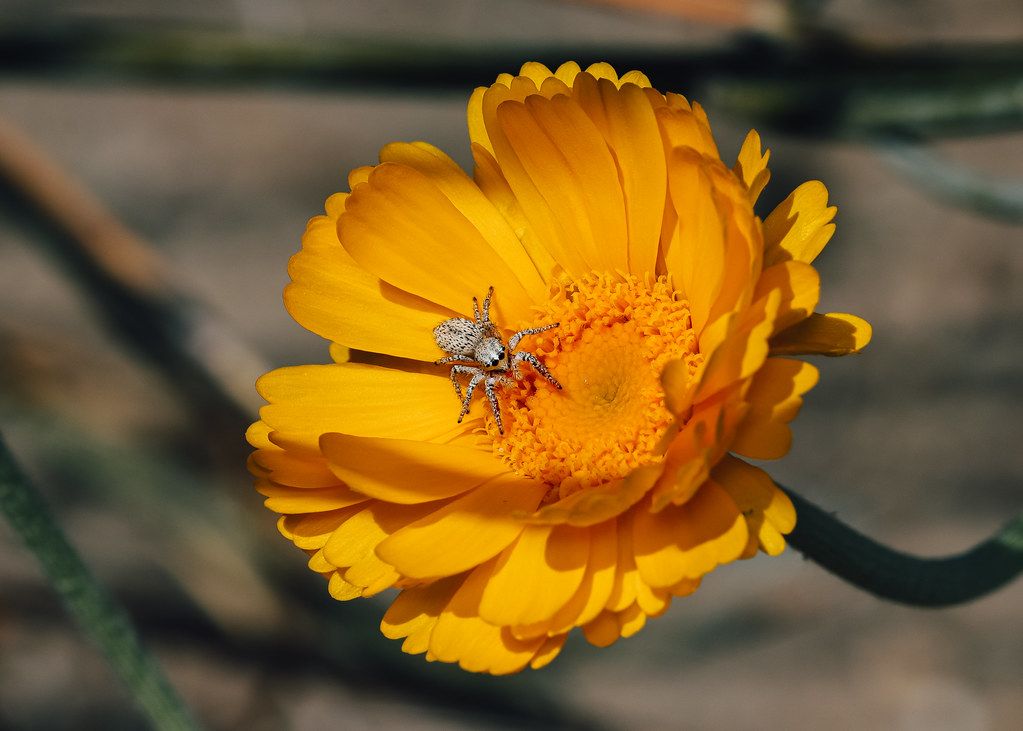Spider Control service in Plantation, FL